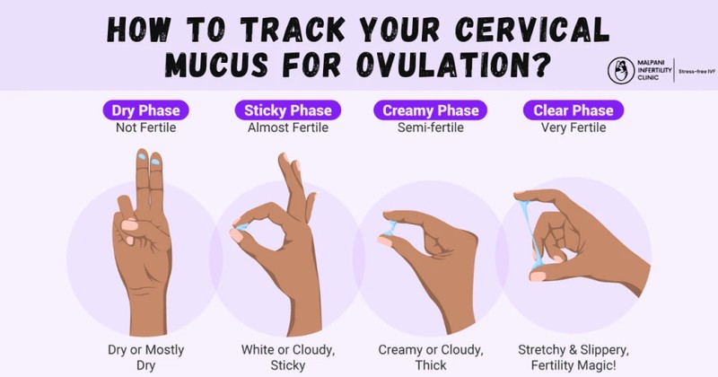 What Cervical Mucus Actually Taught Me